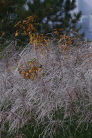 芒草风景 