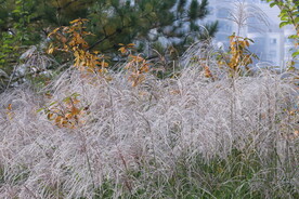 芒草风景 