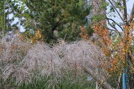 芒草风景 