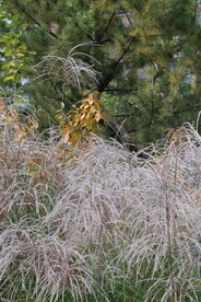芒草风景