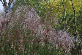 芒草风景