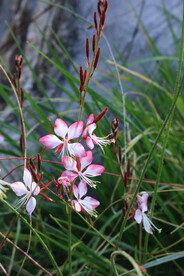 山桃草 