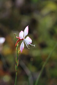 山桃草