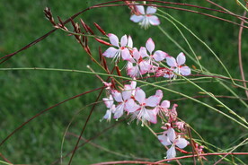 山桃草 