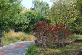 公园风景 