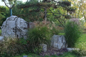 芒草风景