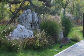 芒草风景 