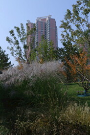 芒草风景 