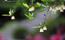 野花