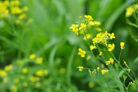油菜花