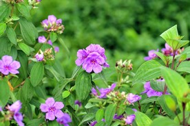 野芙蓉