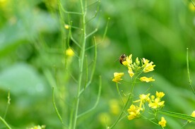 油菜花