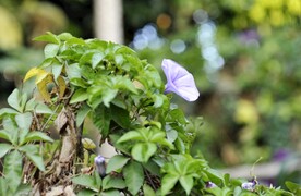 牵牛花