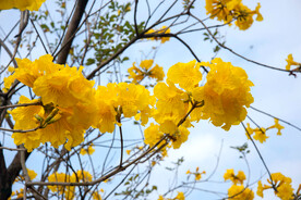 黄花风铃木