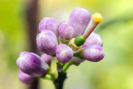 柠檬花