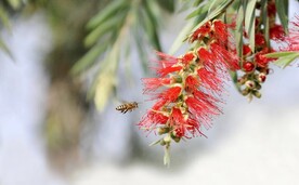 蜜蜂