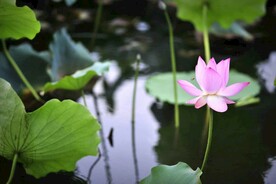 荷花