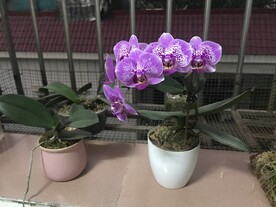蝴蝶兰