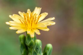 野菊花