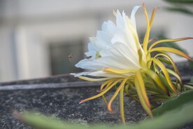 火龙果花