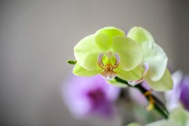 蝴蝶兰