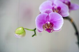 蝴蝶兰