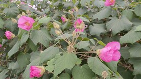 木芙蓉