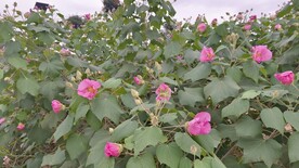 木芙蓉