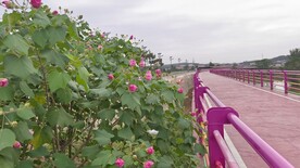 木芙蓉