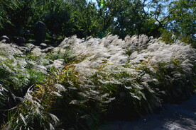 芒草风景 