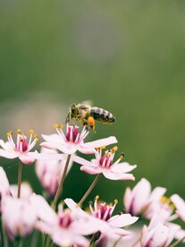 蜜蜂