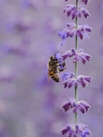 蜜蜂