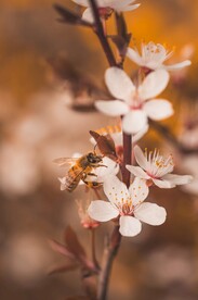 蜜蜂