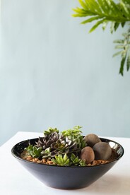 多肉植物
