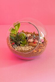 多肉植物