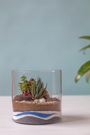 多肉植物
