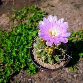 仙人掌花