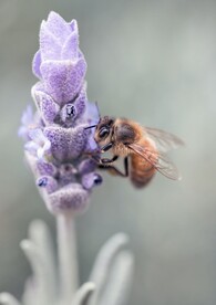 昆虫