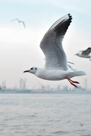 海鸥