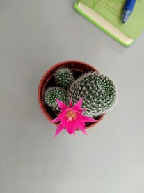 仙人掌