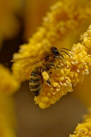 蜜蜂