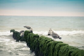 海鸥