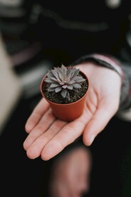 小盆栽