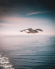 海鸥