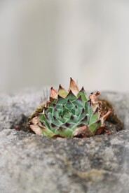 多肉植物