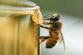 蜜蜂