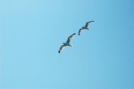 海鸥