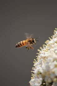 蜜蜂