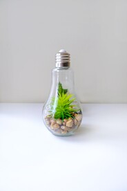 多肉植物