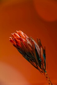 帝王花
